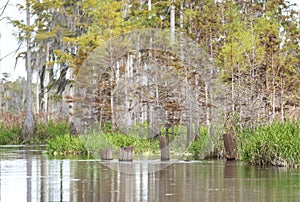 Old logging railroad pylons in Mixon`s Hammock; Okefenokee Swamp National Wildlife Refuge Georgia USA