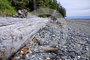 Old logs on a beach on the Pacific coast, Canada