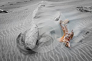 Old logs washed up on windswept beach