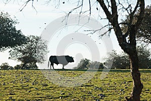 An old and lonely brave bull pardoned in the bullring on the horizon of the pasture and birds flying overhead photo