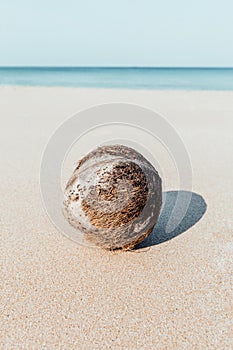 An old lonely fallen coconut lies on a sandy beach against the background of the ocean. Tropical landscape, selective focus