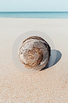 An old lonely fallen coconut lies on a sandy beach against the background of the ocean. Tropical landscape, selective focus