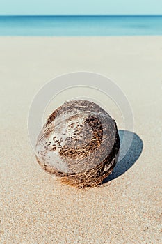 An old lonely fallen coconut lies on a sandy beach against the background of the ocean. Tropical landscape, selective focus