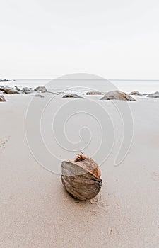 An old lonely fallen coconut lies on a sandy beach against the background of the ocean. Tropical landscape, selective focus