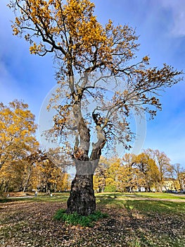 Old lonely oak tree with autumn foliage on a green meadow against a blue sky in Riga city park