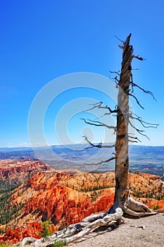 Old lonely tree in Bryce Canyon national park, Utah, USA