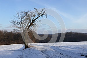 Old lonely tree by the road in winter