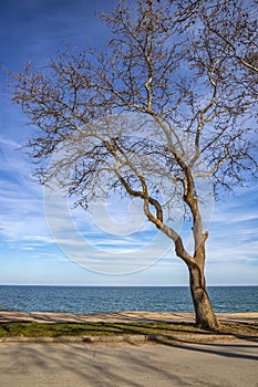 An old lonely tree at the seashore.