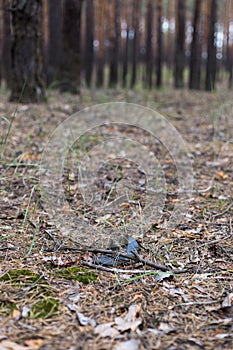 Old lost single shoe in the pine forest