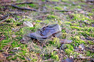 Old lost single shoe in the pine forest