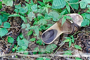 Old lost single shoe in the pine forest