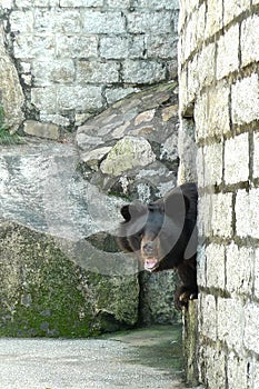 2012 Macao Endangered Animal Species Macau Asian Black Bear BoBo Boo Boo Jardim Da Flora Zoo Garden Nature Park Outdoor Facility