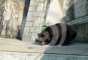 2012 Macao Endangered Animal Species Macau Asian Black Bear BoBo Boo Boo Jardim Da Flora Zoo Garden Nature Park Outdoor Facility