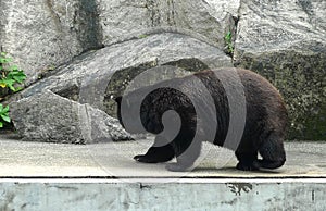 2012 Old Macao Endangered Animal Species Macau Asian Black Bear Bobo Jardim Da Flora Zoo Garden Nature Park Outdoor Facility