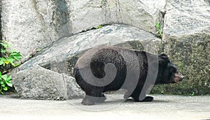 2012 Old Macao Endangered Animal Species Macau Asian Black Bear Bobo Jardim Da Flora Zoo Garden Nature Park Outdoor Facility