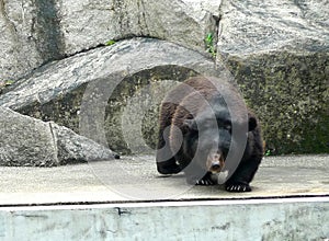 2012 Old Macao Endangered Animal Species Macau Asian Black Bear Bobo Jardim Da Flora Zoo Garden Nature Park Outdoor Facility