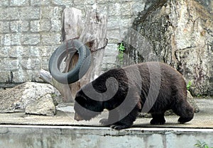 2012 Old Macao Endangered Animal Species Macau Asian Black Bear Bobo Jardim Da Flora Zoo Garden Nature Park Outdoor Facility