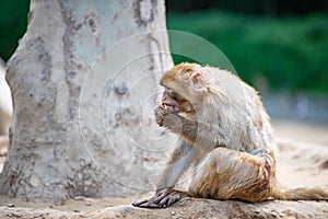 An old macaque squatting under the tree is eating