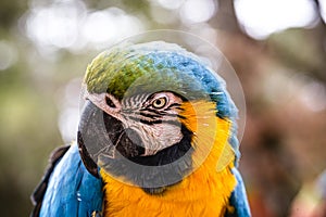 Old Macaw-canindÃÂ©, with yellow and blue bellies, who suffered abuse in captivity. Wounded bird, animal trafficking