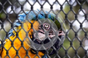 Old Macaw-canindÃÂ©, with yellow and blue bellies, who suffered abuse in captivity. Wounded bird, animal trafficking. concept of
