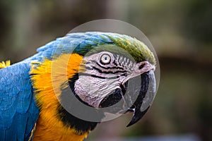 Old Macaw-canindÃ©, with yellow and blue bellies, who suffered abuse in captivity. Wounded bird, animal trafficking