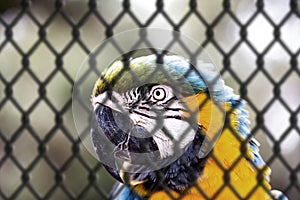 Old Macaw-canindÃ©, with yellow and blue bellies, who suffered abuse in captivity. Wounded bird, animal trafficking. concept of