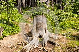 An old magic stump full of moss at sunrise. Stump on a green meadow. Remnant on the tree in landscape.