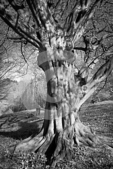 Old magic tree