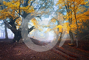 Old magical tree with big branches and orange and red leaves