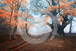 Old magical tree with big branches and orange and red leaves