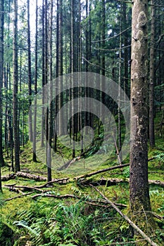 Old magical woods with beautiful green understory and spruce trees