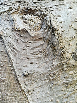 Old magnolia tree bark