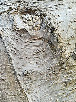 Old magnolia tree bark photo