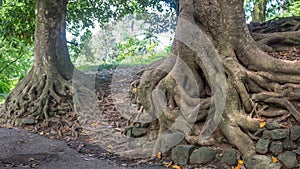 Old Magnolia tree roots, Adjara, Georgia
