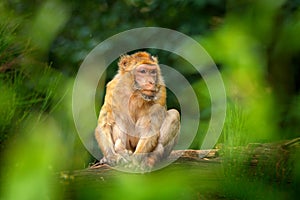 Old magot monkey in green habitat. Barbary macaque, Macaca sylvanus, sitting on the tree trunk, Gibraltar, Spain. Wildlife scene f photo