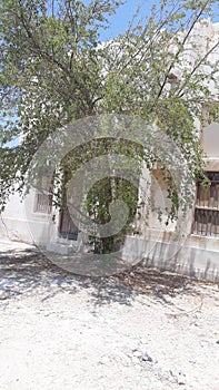 Old mahandi tree infront a very old Arabic home at Doha