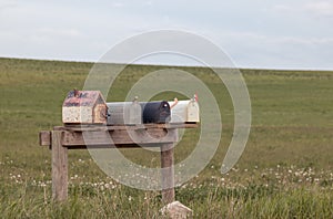 Old Mailboxes in Rural Field