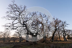 Old majestic oak trees in fall season