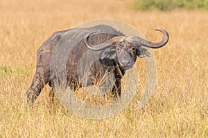 Old male African Buffalo  Syncerus caffer, Queen Elizabeth National Park, Uganda.