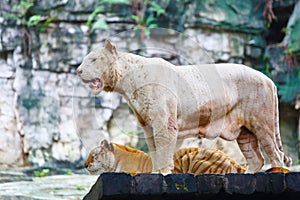 An old male Bengal White Tiger is standing on wood in the zoo