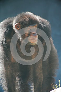 Old male chimpanzee