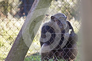 Old male chimpanzee behind a metal jail in captivity