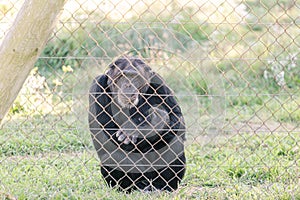 Old male chimpanzee behind a metal jail in captivity