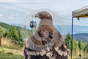Old male of Golden eagle in Bachledova dolina