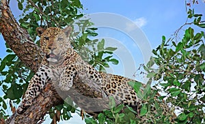 Old Male Leopard resting in a tree with nice blue sky background, south luamgwa national park, zambia