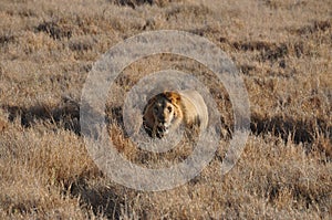 An old male lion approaching from the high grass