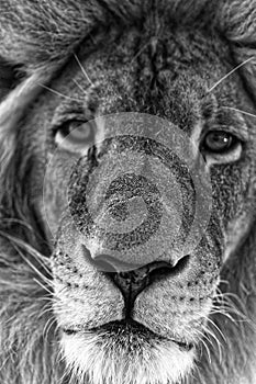 Old male lion face close-up, monochrome image