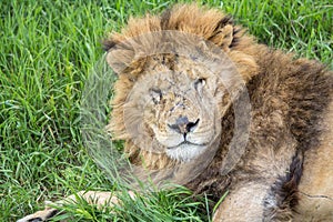 Old male lion in the grass photo