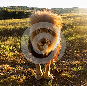 Old male lion in the grass in Southern Africa