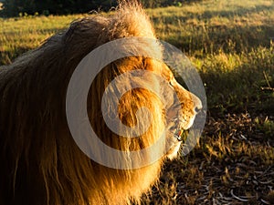 Old male lion in the grass in Southern Africa